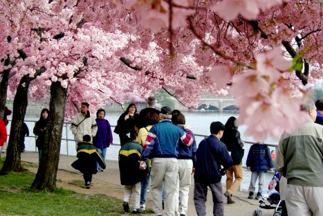 Cherry Blossoms
