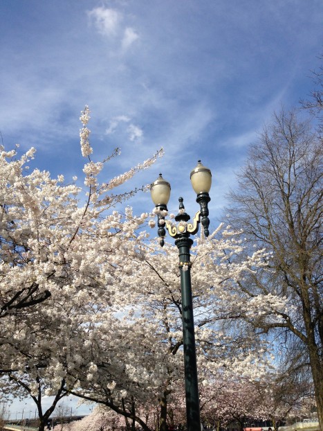Portland cherry blossoms at Saturday Market