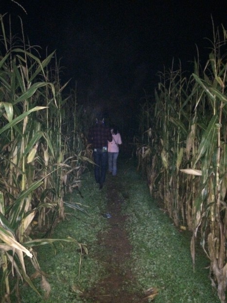 Into the maize!