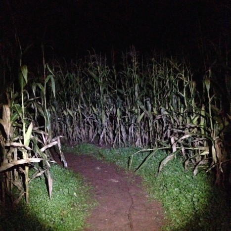 Creepy corn photo courtesy of Fan